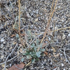 Ehrendorferia chrysantha