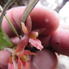 Epidendrum oxysepalum