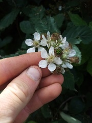 Rubus grabowskii