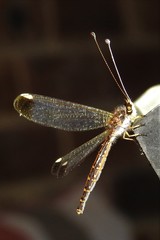 Suhpalacsa dietrichiae
