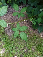 Rubus grabowskii