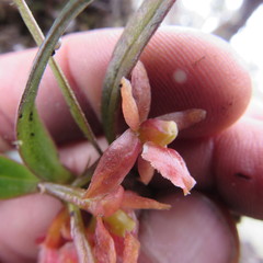 Epidendrum oxysepalum
