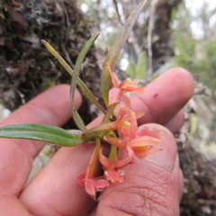 Epidendrum oxysepalum