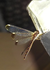 Suhpalacsa dietrichiae