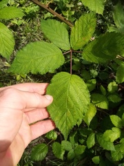 Rubus grabowskii