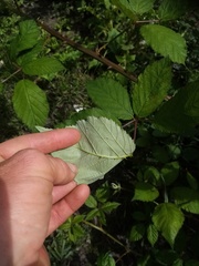 Rubus grabowskii