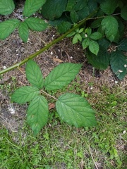 Rubus grabowskii