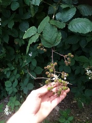 Rubus grabowskii