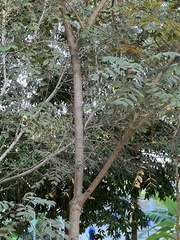 Breonia chinensis