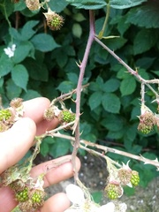 Rubus grabowskii