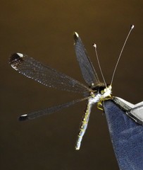 Suhpalacsa dietrichiae