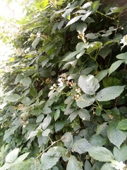Rubus grabowskii