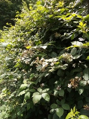 Rubus grabowskii