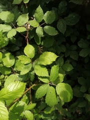 Rubus grabowskii
