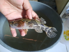 Oxyeleotris marmorata