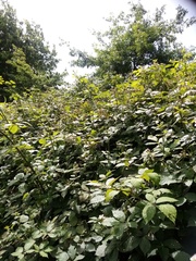 Rubus grabowskii