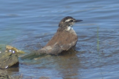 Cinclodes olrogi