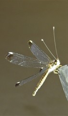 Suhpalacsa dietrichiae