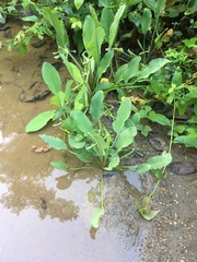 Limnocharis
