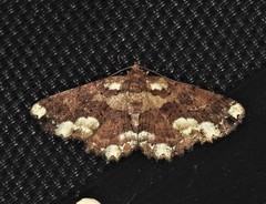 Paradromulia ambigua