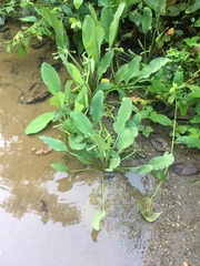 Limnocharis
