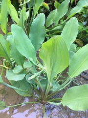 Limnocharis