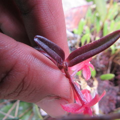 Epidendrum oxysepalum