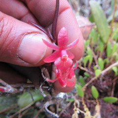Epidendrum oxysepalum
