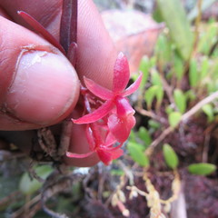 Epidendrum oxysepalum