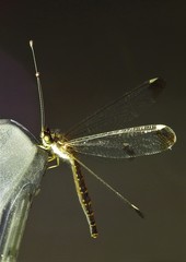 Suhpalacsa dietrichiae