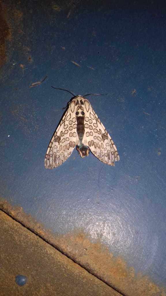 Hypercompe jaguarina