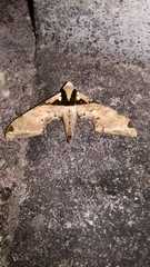 Adhemarius eurysthenes