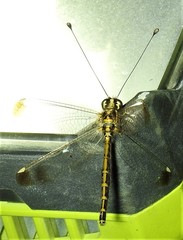 Suhpalacsa dietrichiae