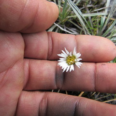 Oritrophium peruvianum