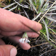 Oritrophium peruvianum