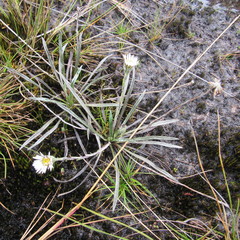 Oritrophium peruvianum