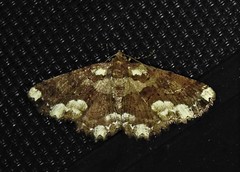 Paradromulia ambigua