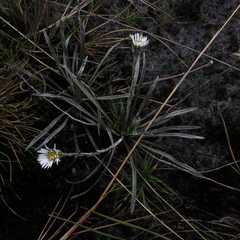 Oritrophium peruvianum