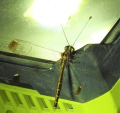 Suhpalacsa dietrichiae