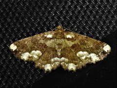 Paradromulia ambigua