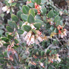 Disterigma alaternoides