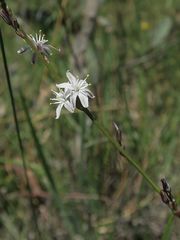 Caesia parviflora parviflora