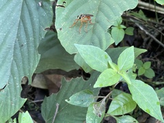 Smeryngolaphria