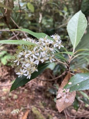 Olearia argophylla