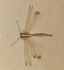 Suhpalacsa dietrichiae