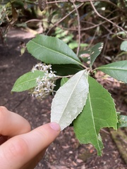 Olearia argophylla