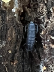 Pogonognathellus dubius