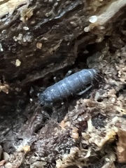 Pogonognathellus dubius