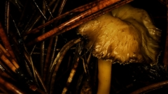 Craterellus lutescens