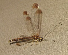 Suhpalacsa dietrichiae